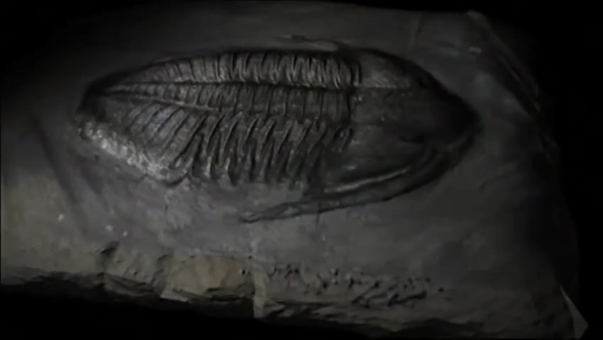 The Mystery of the Missing Fossils - Part 1